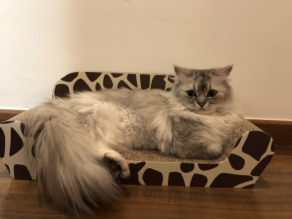 Gato descansando en su cama