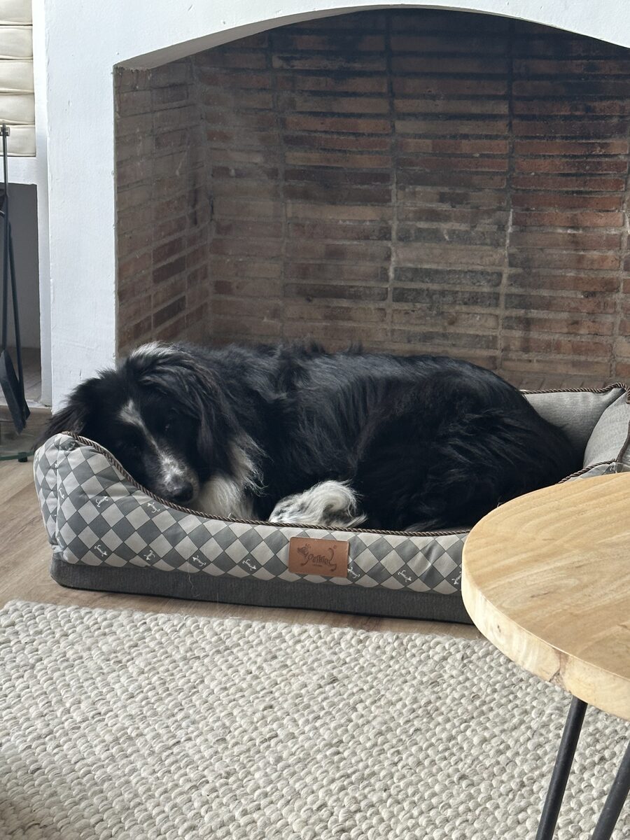 Perro descansando en su cama